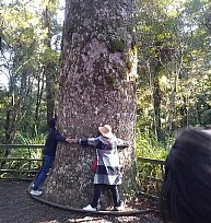 929_ Kauri Tree.jpg