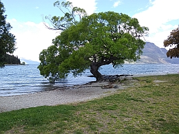 1017_QT Tree on Lake.jpg